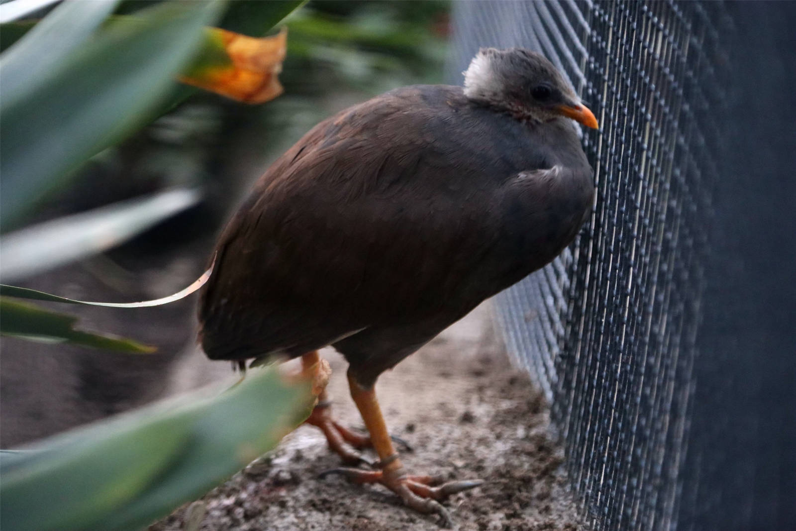 Tongan megapode (Megapodius pritchardii)