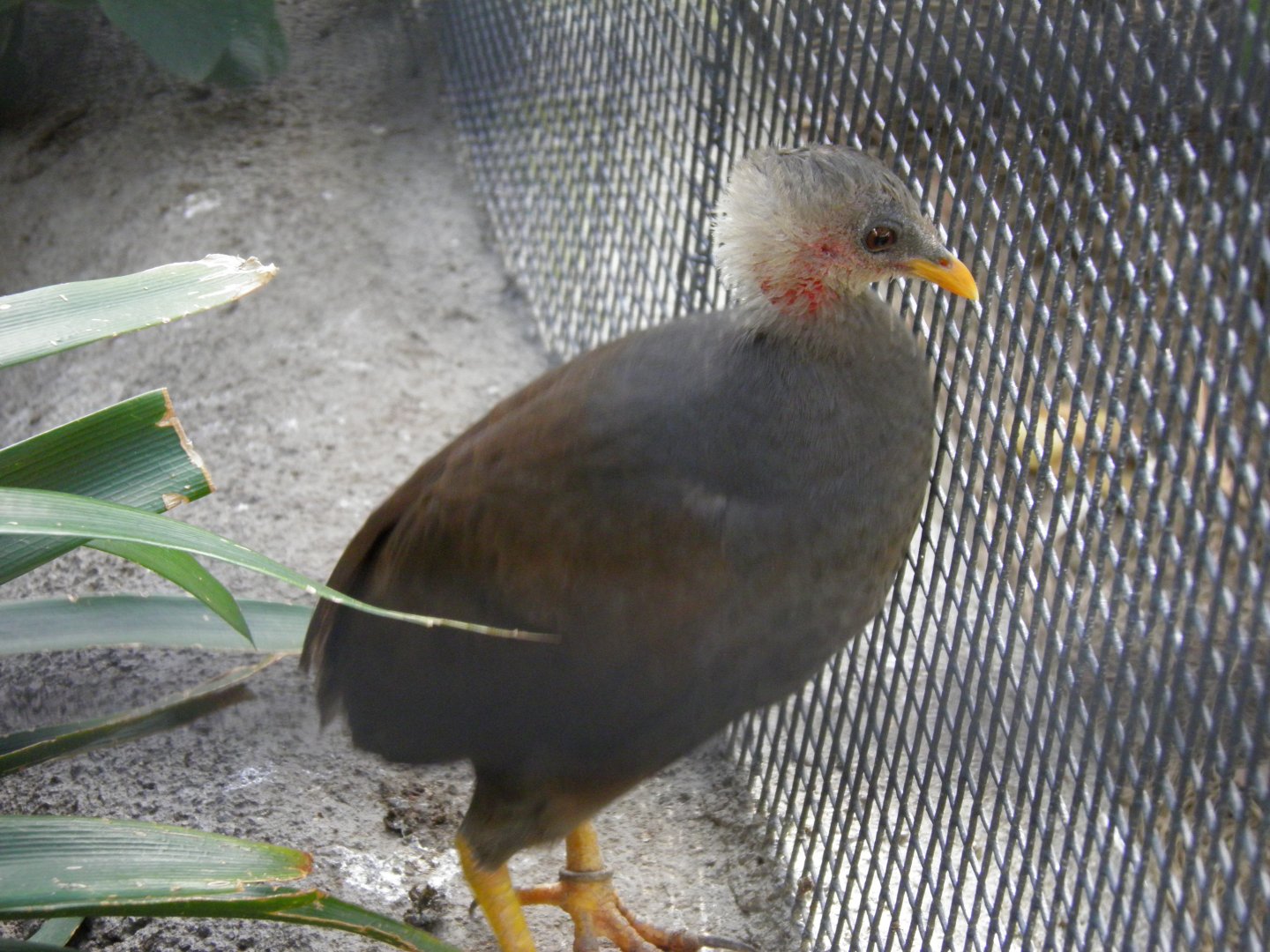 Tongan megapode