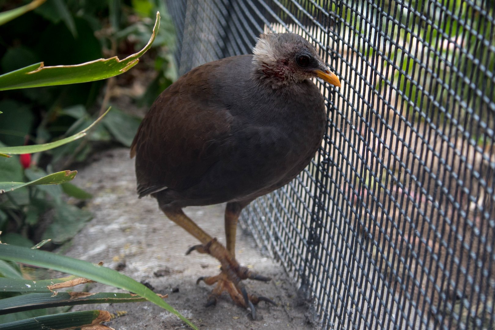 Tongan megapode