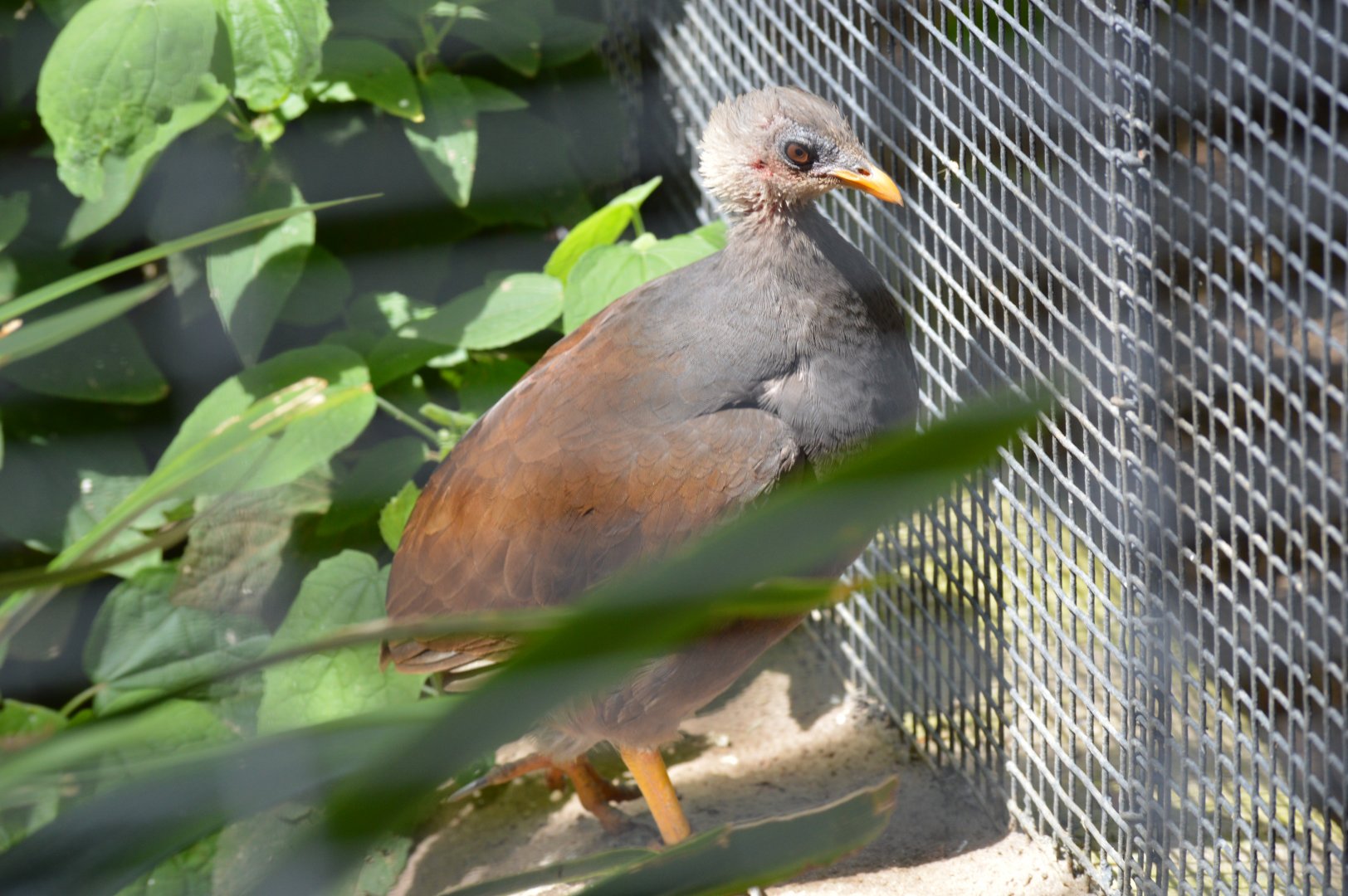 Tongan Scrubfowl / Megapode