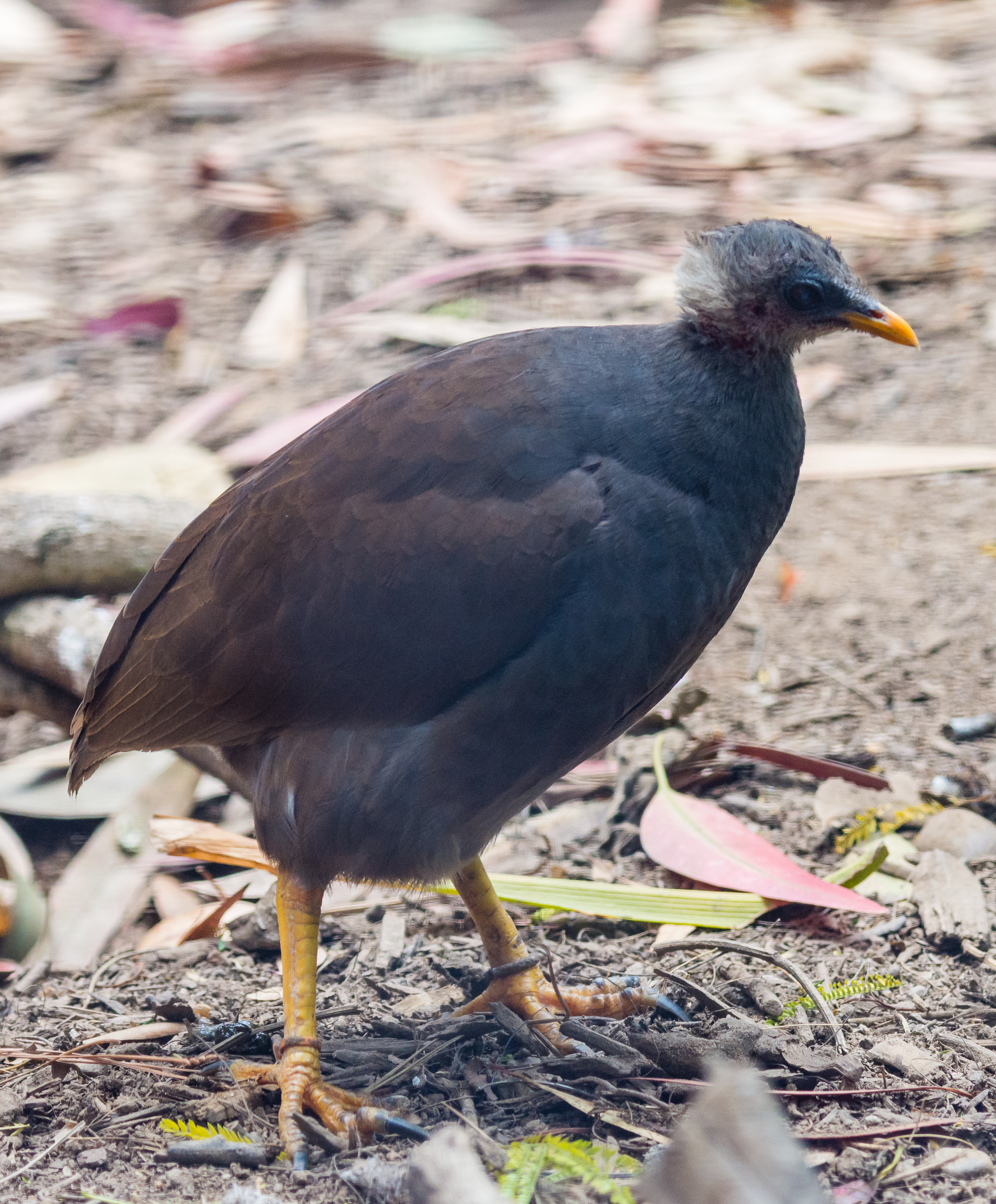 Tongan scrubfowl