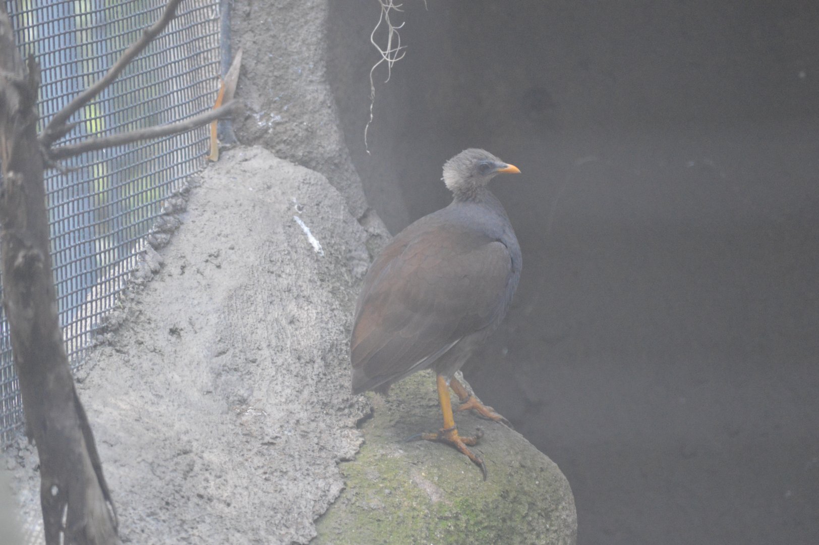 Tongan Scrubfowl