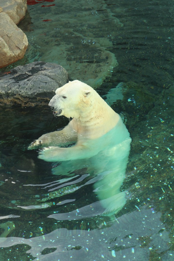 Tongki the Polar Bear