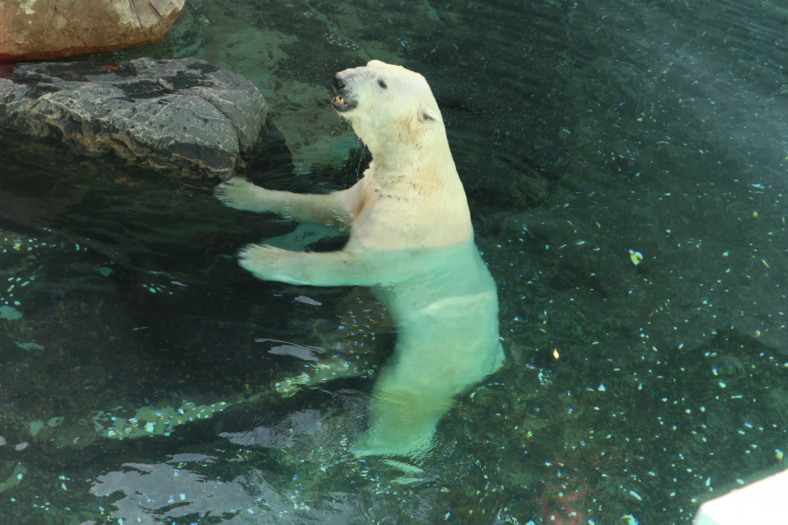 Tongki the Polar Bear