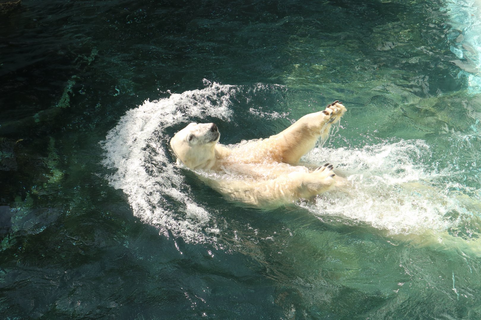 Tongki the Polar Bear