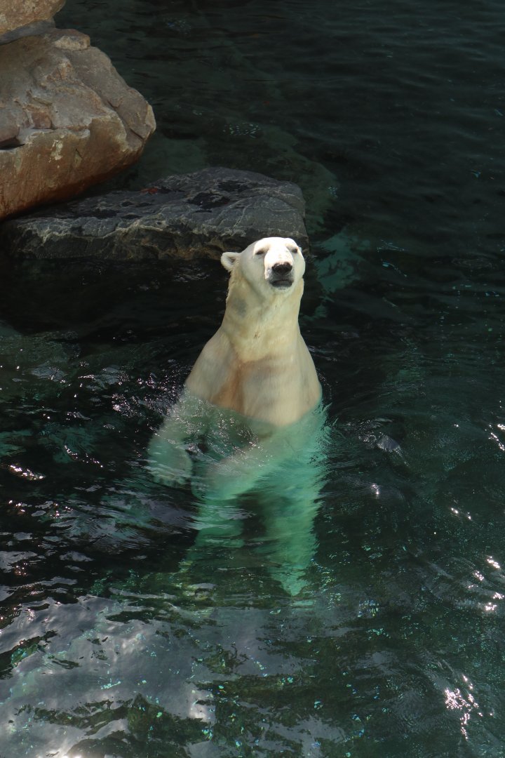 Tongki the Polar Bear