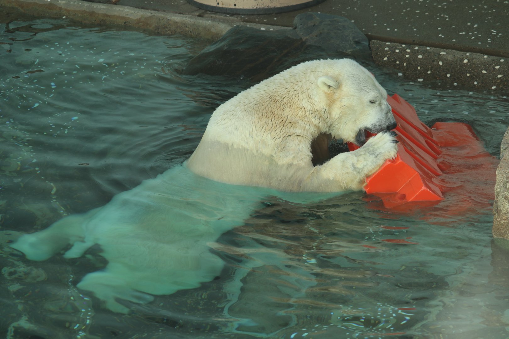 Tongki the Polar Bear