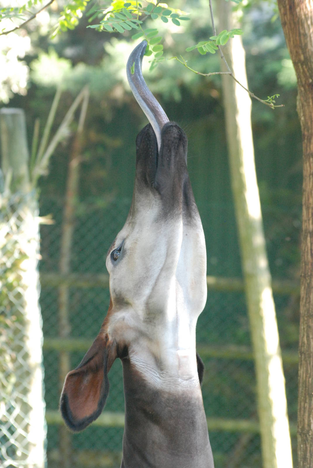 Tongue Demonstration by an Okapi at Lisbon Zoo, 24/05/11