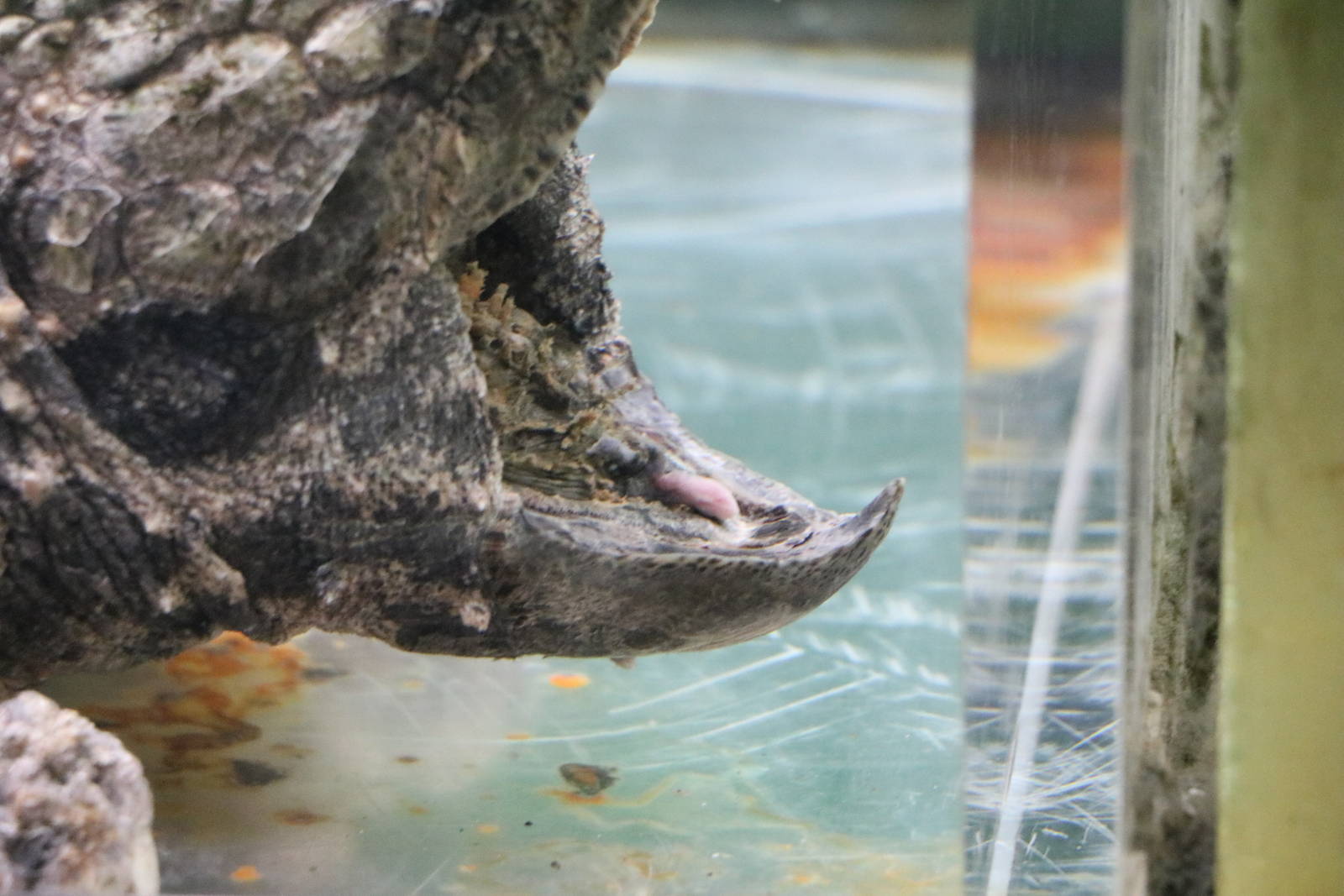 Tongue lure - Tokyo Tower Aquarium, February 2016