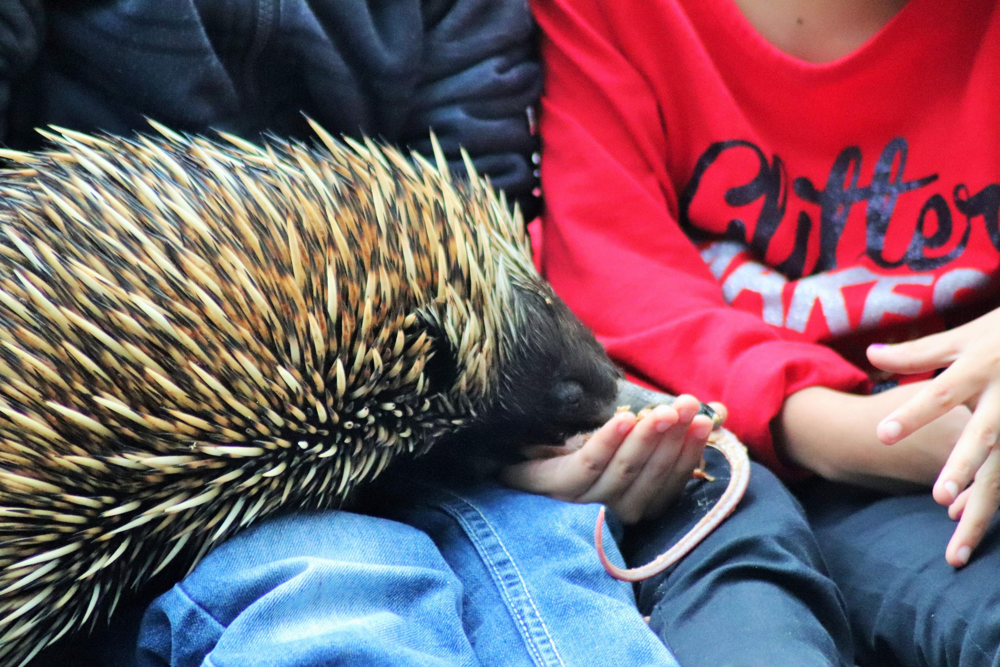 Tongue of Short-beaked Echidna (Tachyglossus aculeatus)