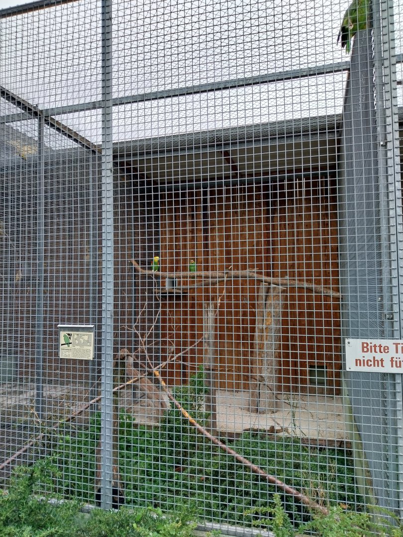 Toni's zoo Rothenburg - Amazon aviary