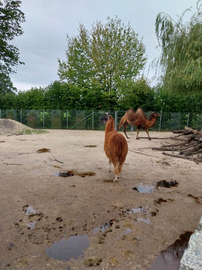 Toni's zoo Rothenburg - Bactrian camel and llama enclosure
