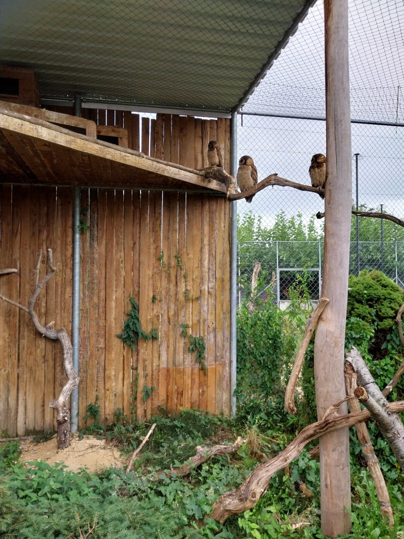 Toni's zoo Rothenburg - Brown wood owl (Strix leptogrammica)