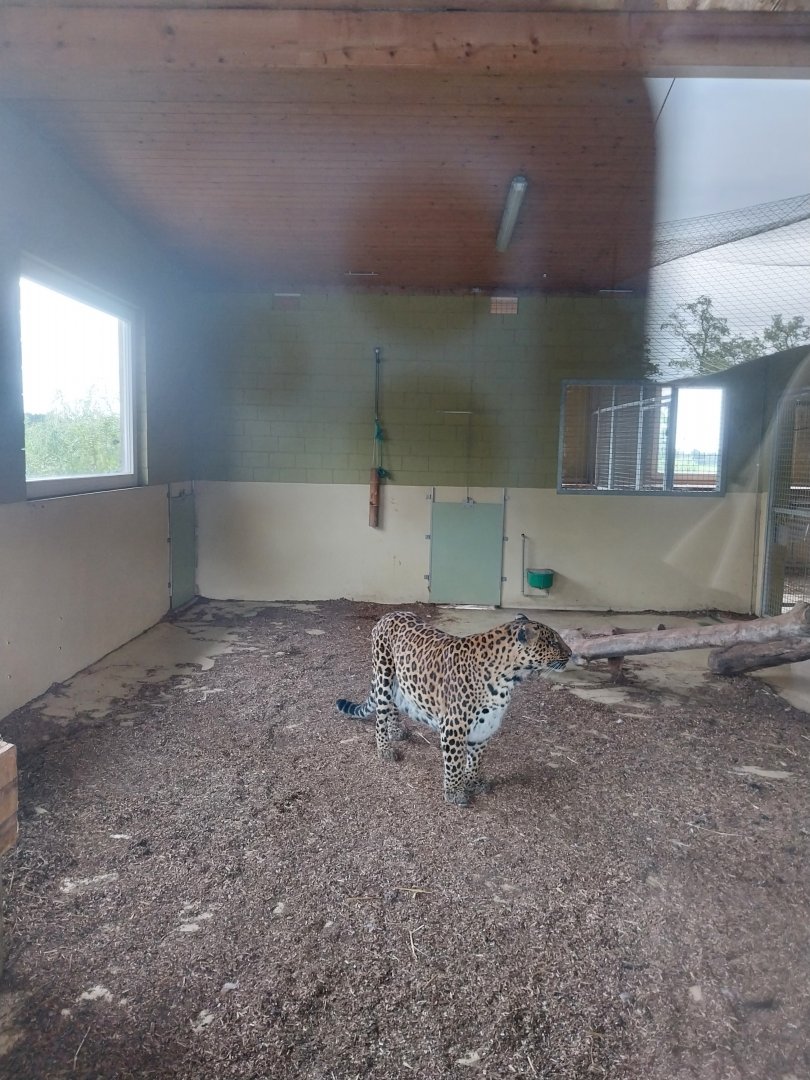 Toni's zoo Rothenburg - Carnivore house - Leopard (Panthera pardus)