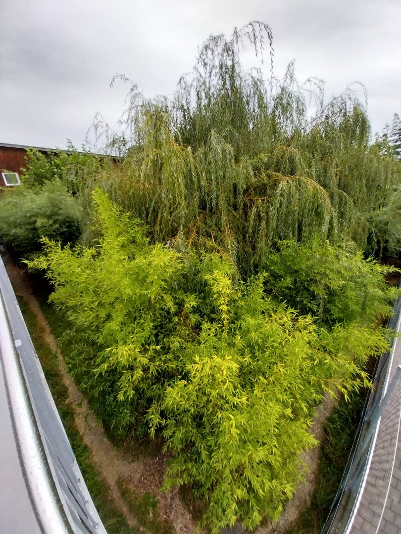 Toni's zoo Rothenburg - Carnivore house - South African cheetah enclosure
