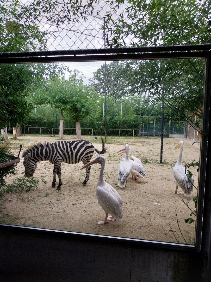 Toni's zoo Rothenburg - Great aviary - Grant zebra, rosy pelican and Indian peafowl