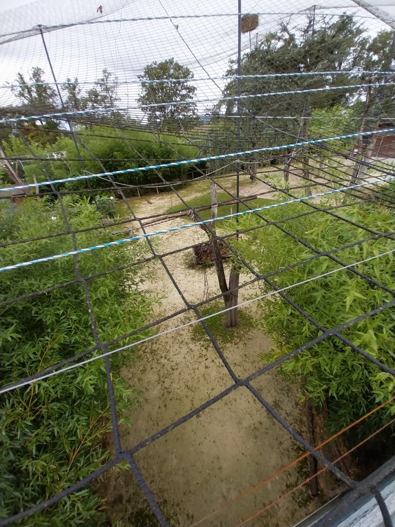 Toni's zoo Rothenburg - Great aviary