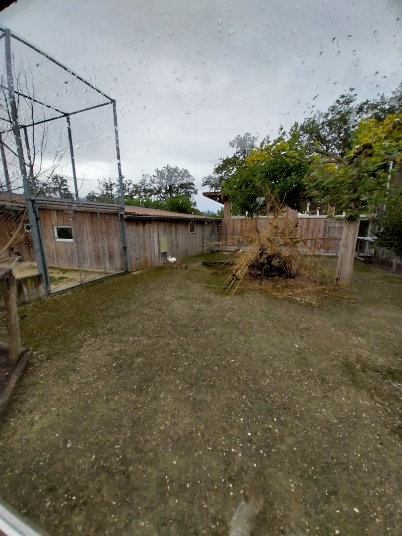 Toni's zoo Rothenburg - Patagonian mara enclosure