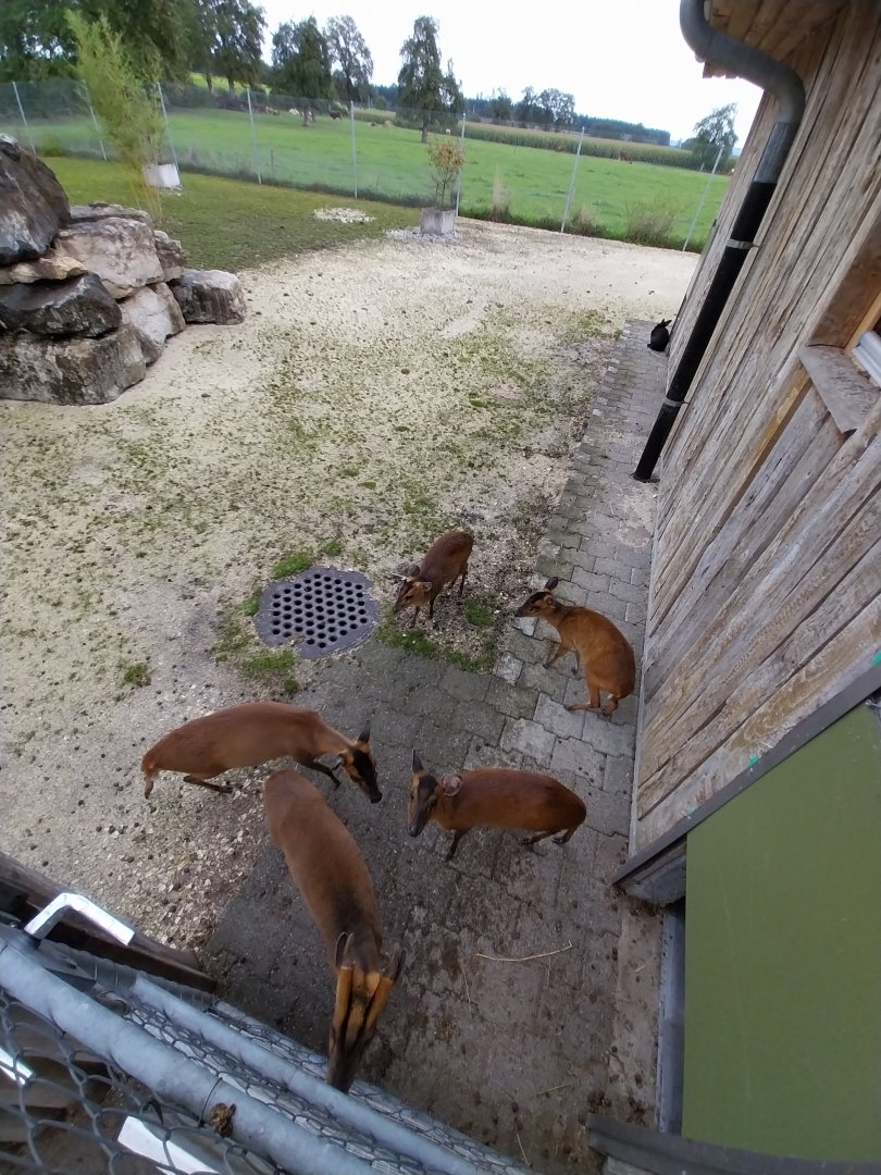 Toni's zoo Rothenburg - Reeve's muntjac (Muntjaci reevesi)