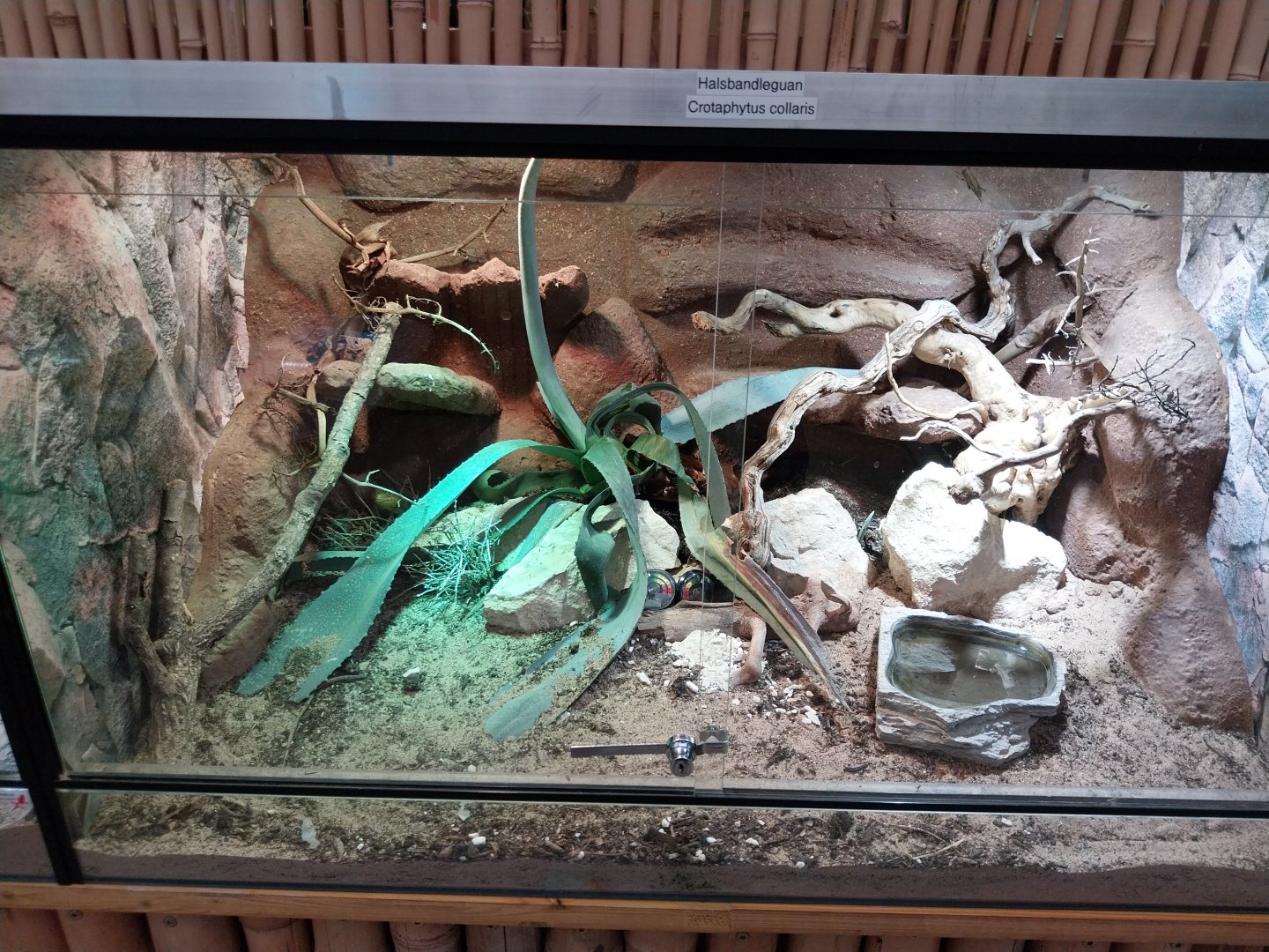 Toni's zoo Rothenburg - Reptilienhaus - Collared lizard terrarium