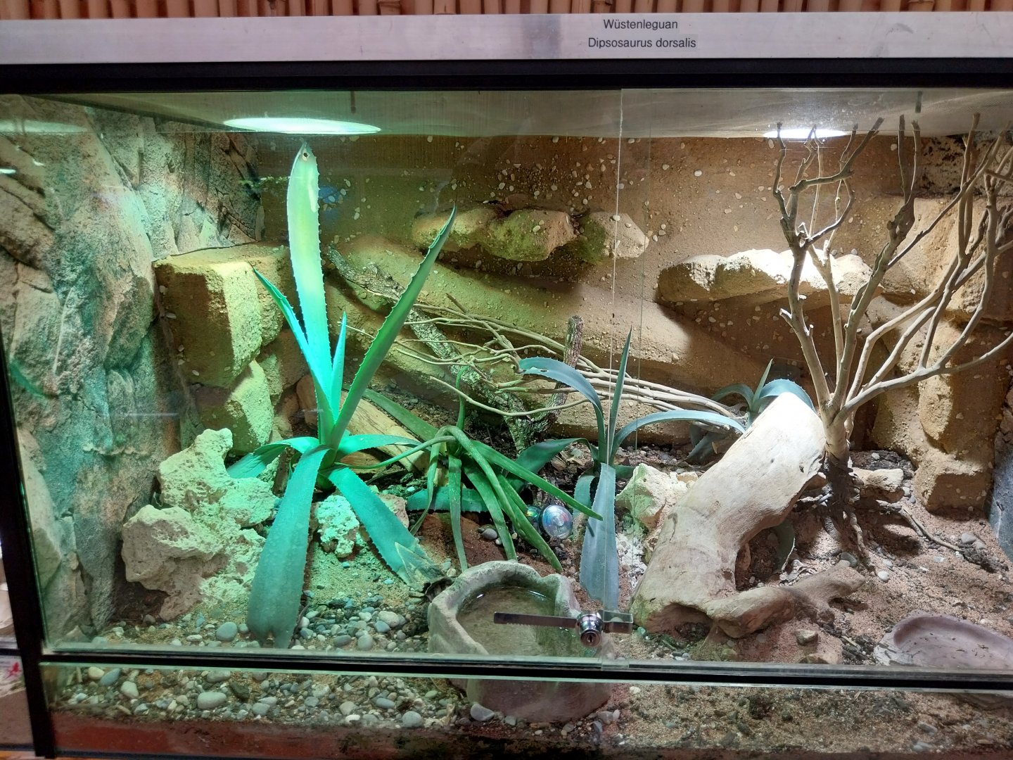 Toni's zoo Rothenburg - Reptilienhaus - Desert iguana terrarium