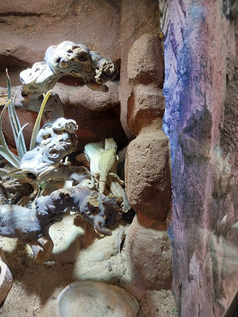 Toni's zoo Rothenburg - Reptilienhaus - Dwarf bearded dragon (Pogona henrylawsoni)