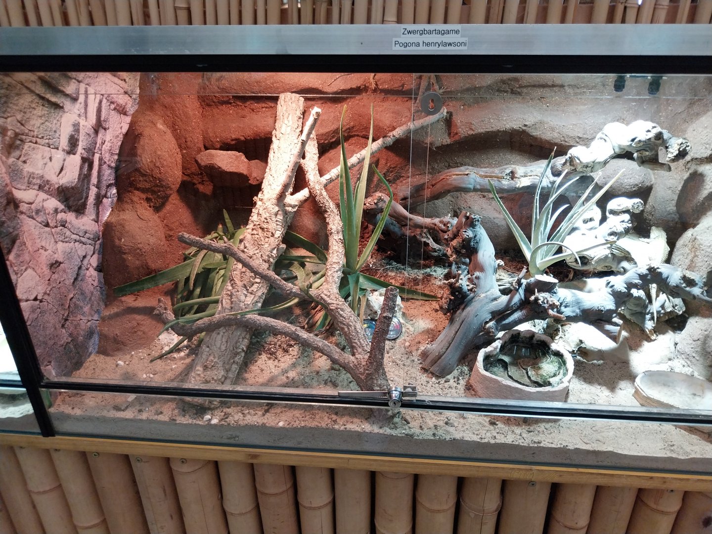 Toni's zoo Rothenburg - Reptilienhaus - Dwarf bearded dragon terrarium