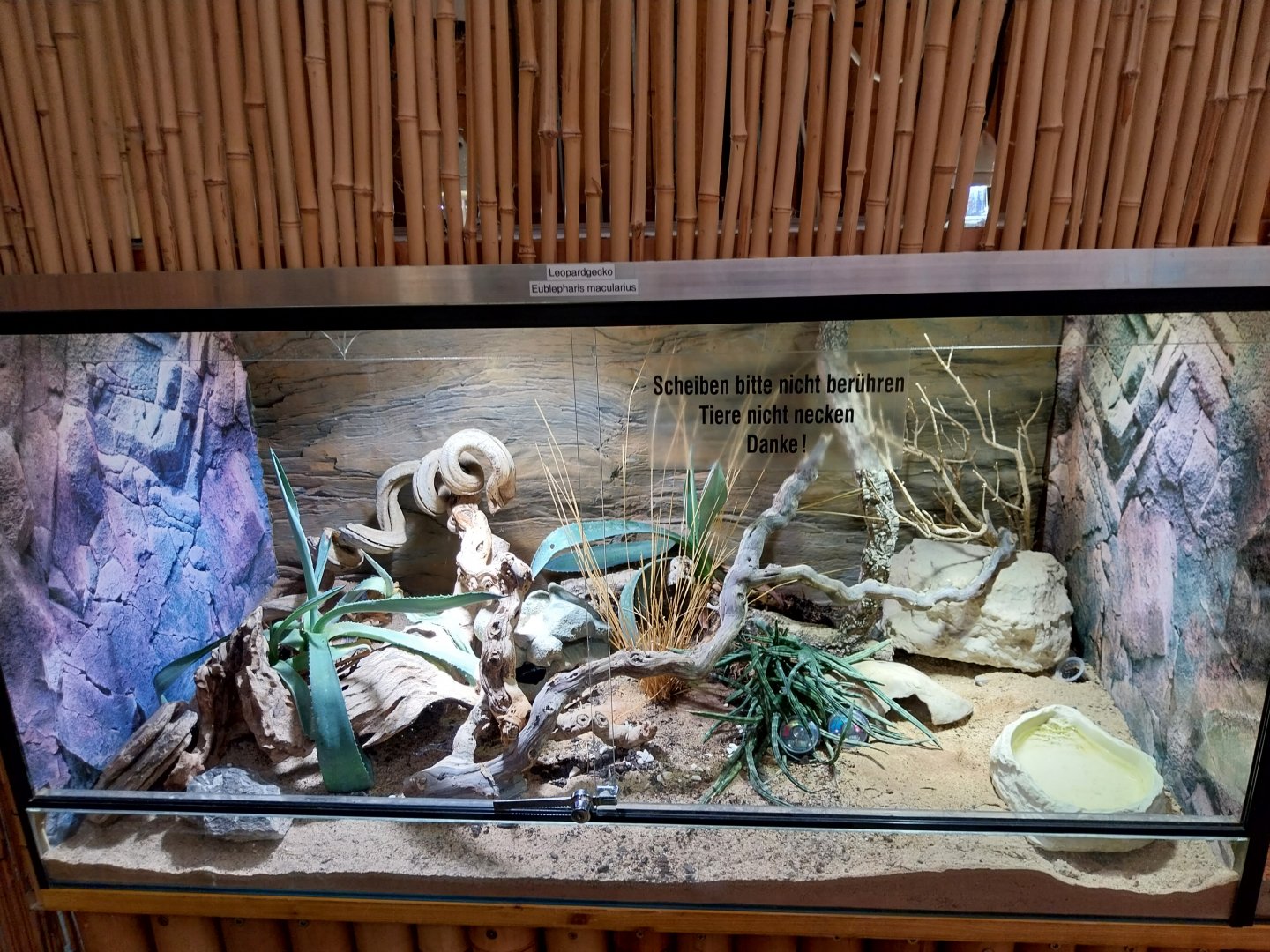 Toni's zoo Rothenburg - Reptilienhaus - Leopard gecko terrarium