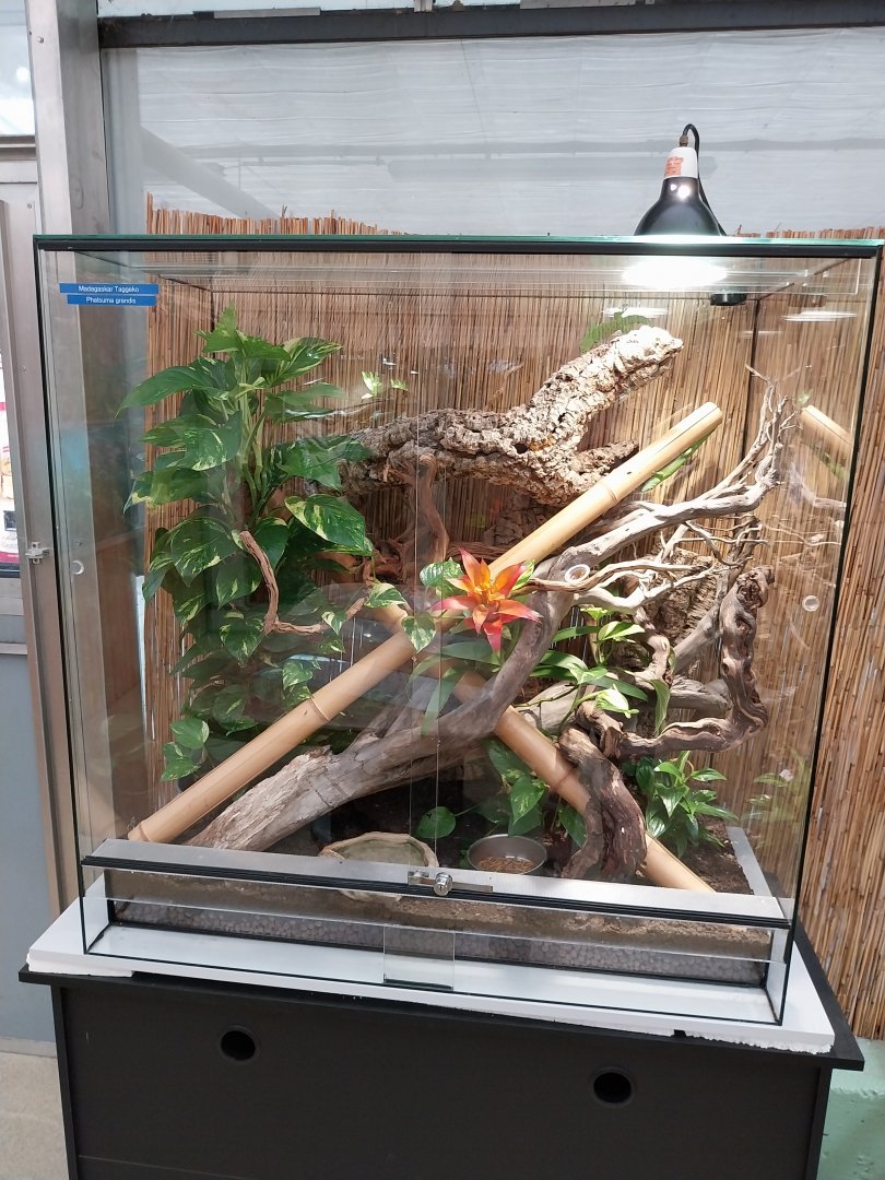 Toni's zoo Rothenburg - Reptilienhaus - Madagascar day gecko terrarium