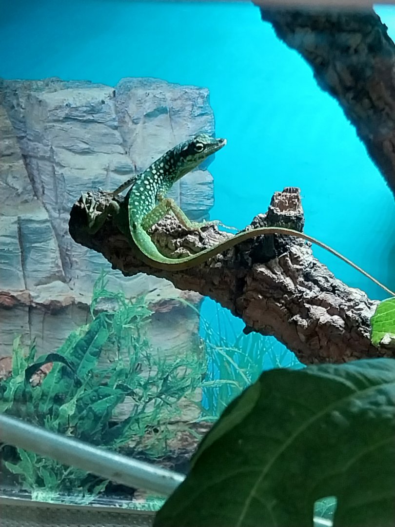 Toni's zoo Rothenburg - Reptilienhaus - Spotted Martinique anolis (Anolis roquet summus)