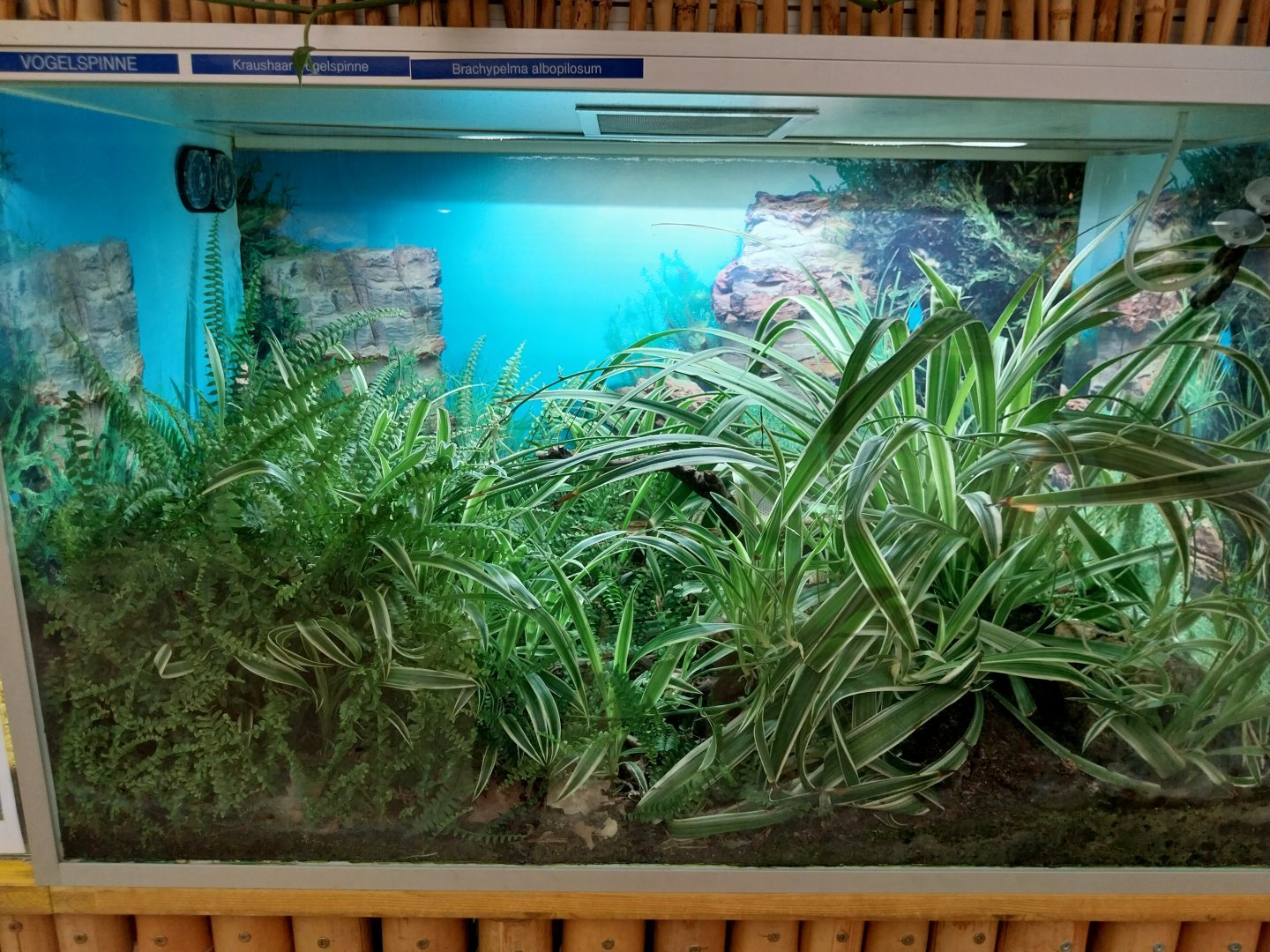 Toni's zoo Rothenburg - Reptilienhaus - Tarantula enclosure