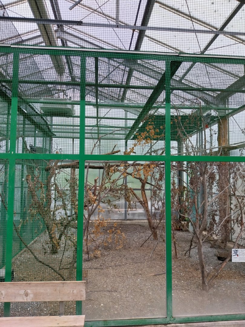 Toni's zoo Rothenburg - Tropenhaus 1 Rainforest - African grey parrot aviary