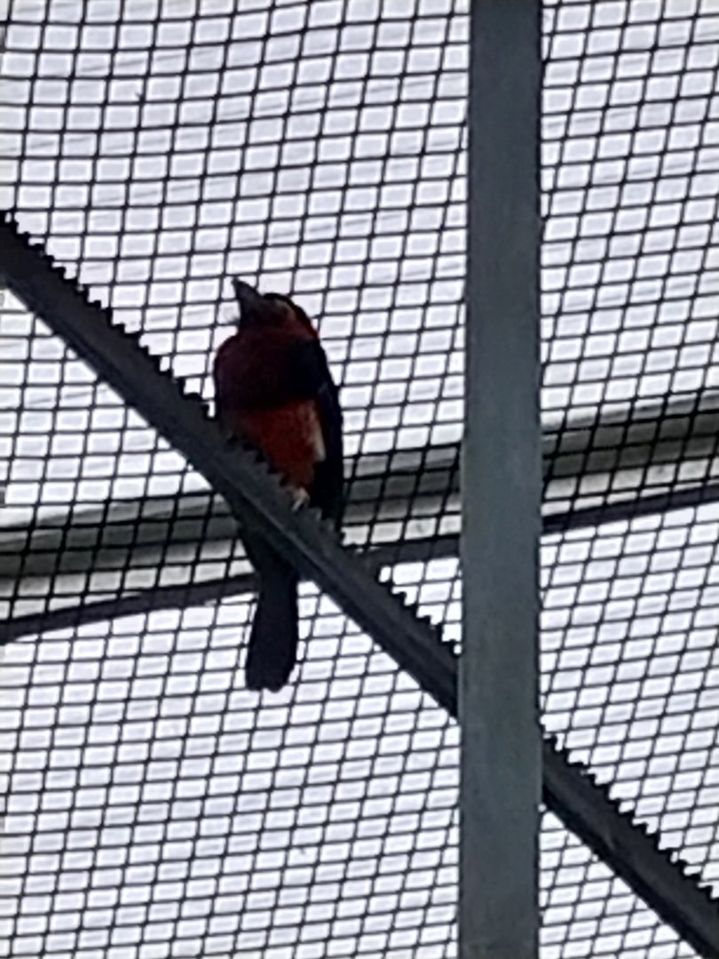 Toni's zoo Rothenburg - Tropenhaus 1 Rainforest - Bearded barbet (Pogonomis barbus)