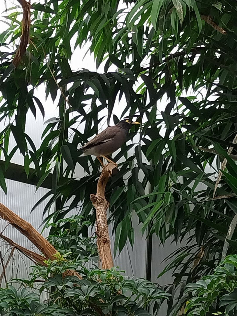 Toni's zoo Rothenburg - Tropenhaus 1 Rainforest - Common myna (Acridotheres tristis)