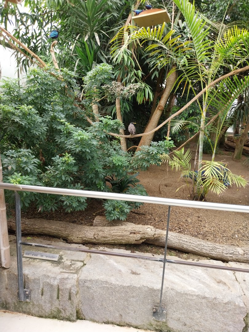 Toni's zoo Rothenburg - Tropenhaus 1 Rainforest - Purple-glossy starling and common myna