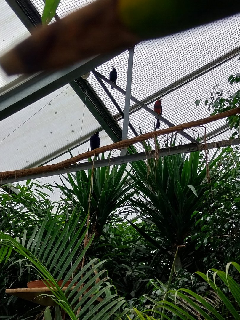 Toni's zoo Rothenburg - Tropenhaus 1 Rainforest - Purple glossy starling (Lamprotornis purpureus) and bearded barbet (Pogonomus barbus)