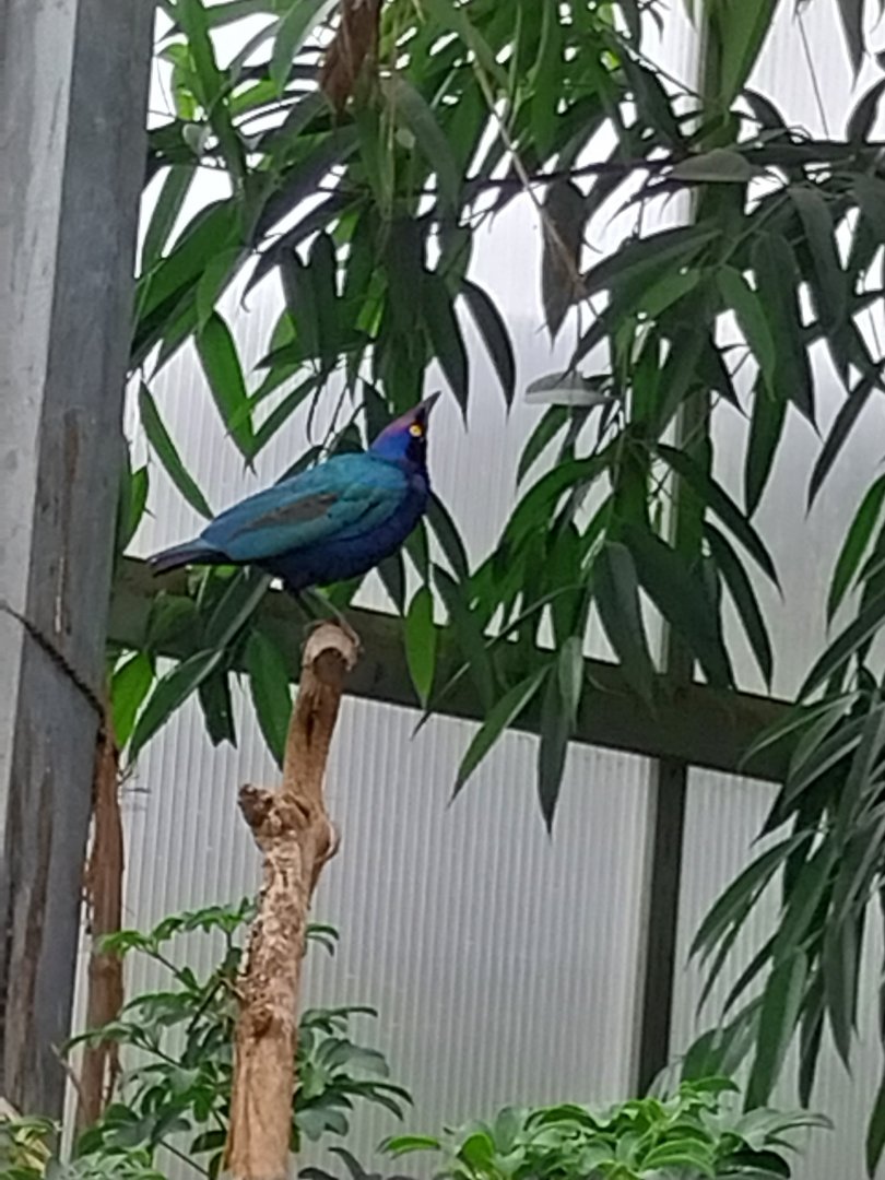 Toni's zoo Rothenburg - Tropenhaus 1 Rainforest - Purple glossy starling (Lamprotornis purpureus)