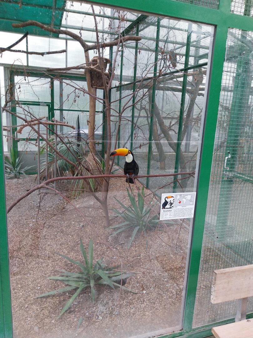 Toni's zoo Rothenburg - Tropenhaus 1 Rainforest - Toco toucan (Ramphastos toco)