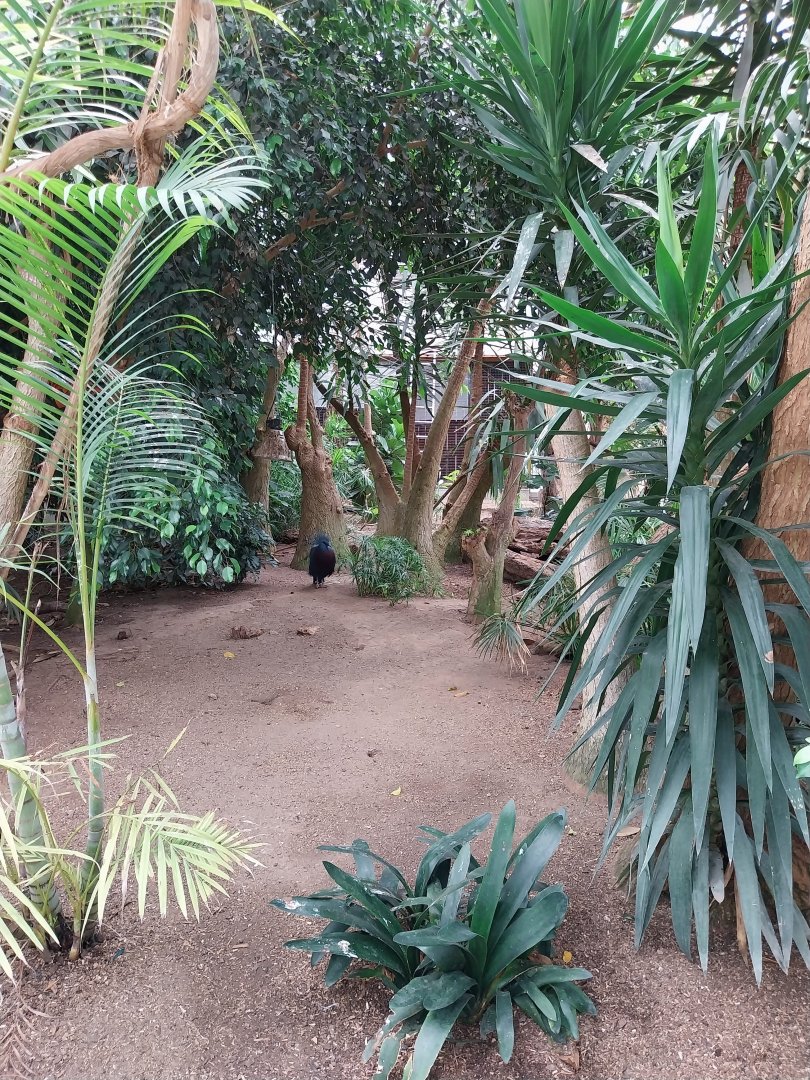 Toni's zoo Rothenburg - Tropenhaus 1 Rainforest - Victoria crowned pigeon (Goura victoria)