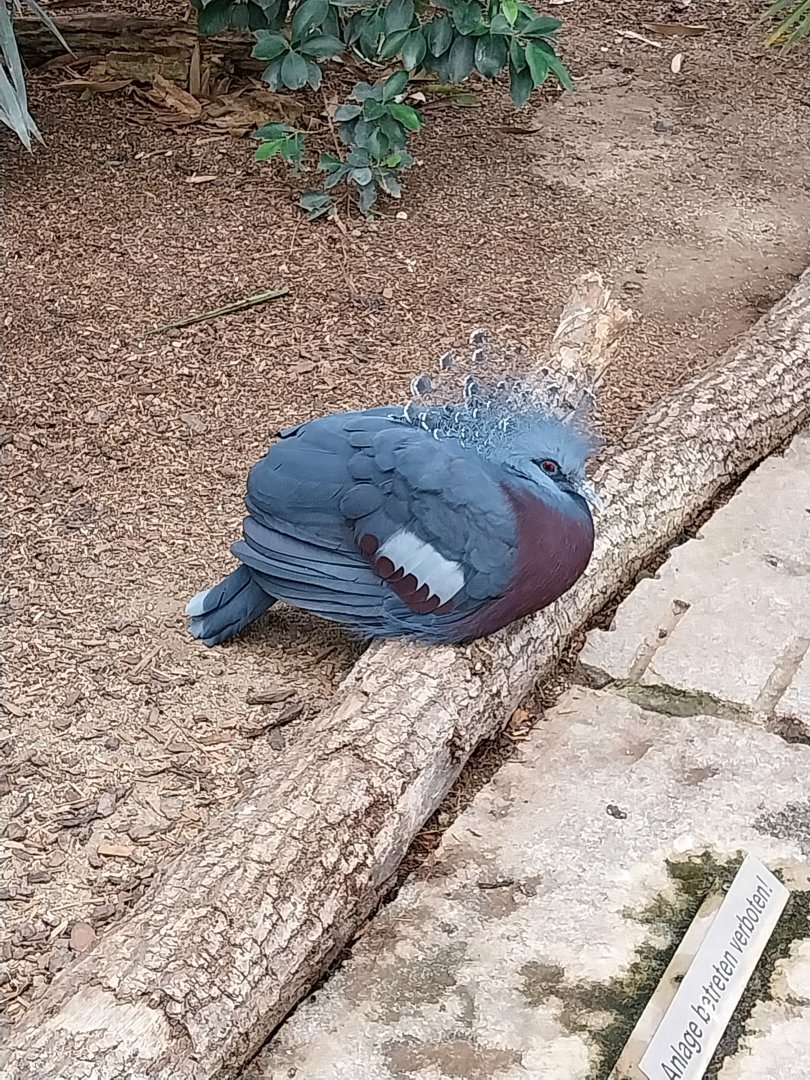 Toni's zoo Rothenburg - Tropenhaus 1 Rainforest - Victoria crowned pigeon (Goura victoria)