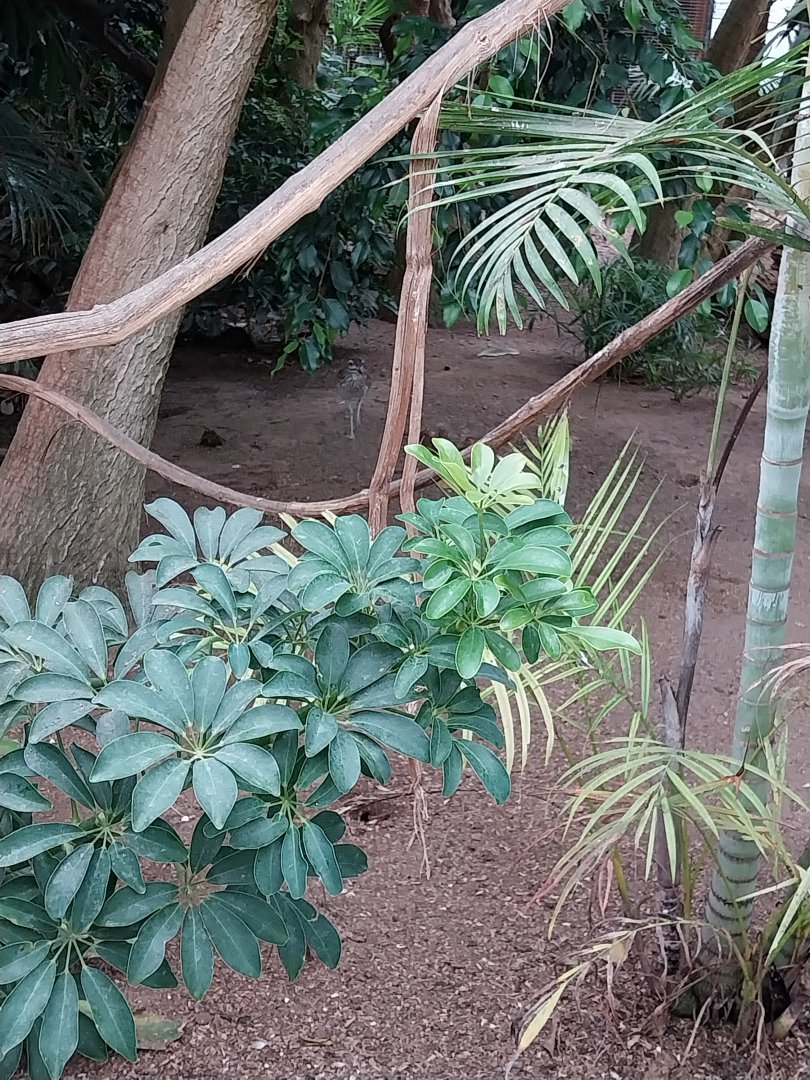 Toni's zoo Rothenburg - Tropenhaus 1 Rainforest - Water thick-knee (Burhinus vermiculatus)