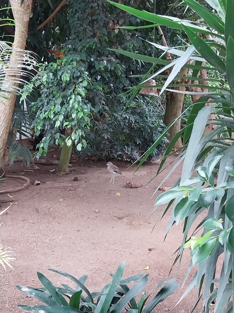 Toni's zoo Rothenburg - Tropenhaus 1 Rainforest - Water thick-knee (Burhinus vermiculatus)