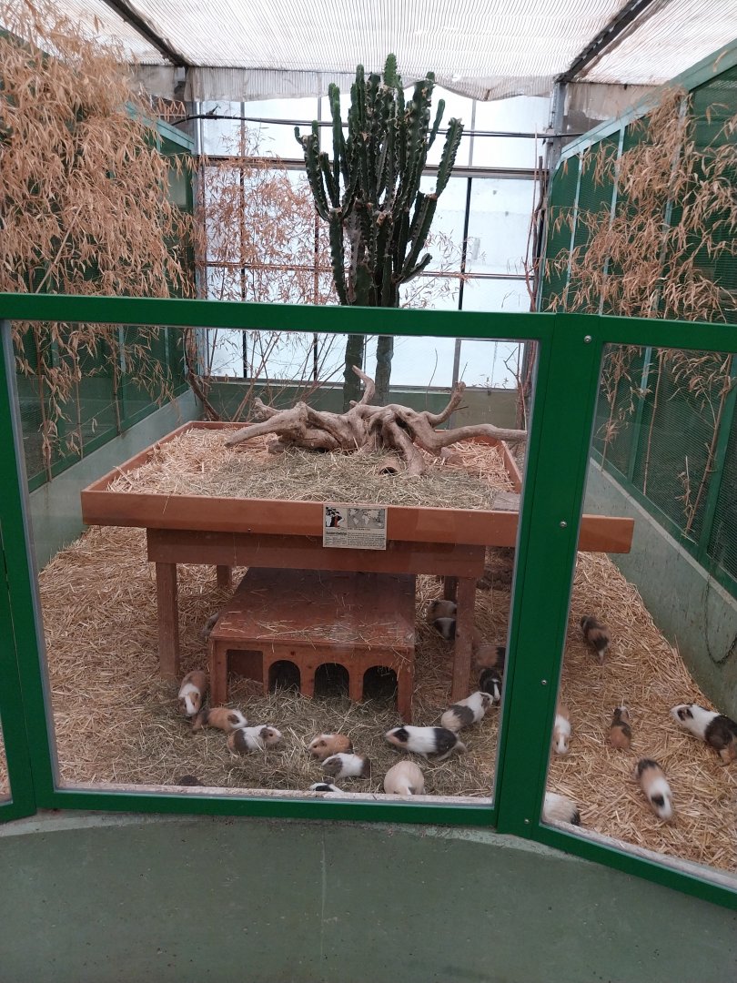 Toni's zoo Rothenburg - Tropenhaus 2 - Guinea pig