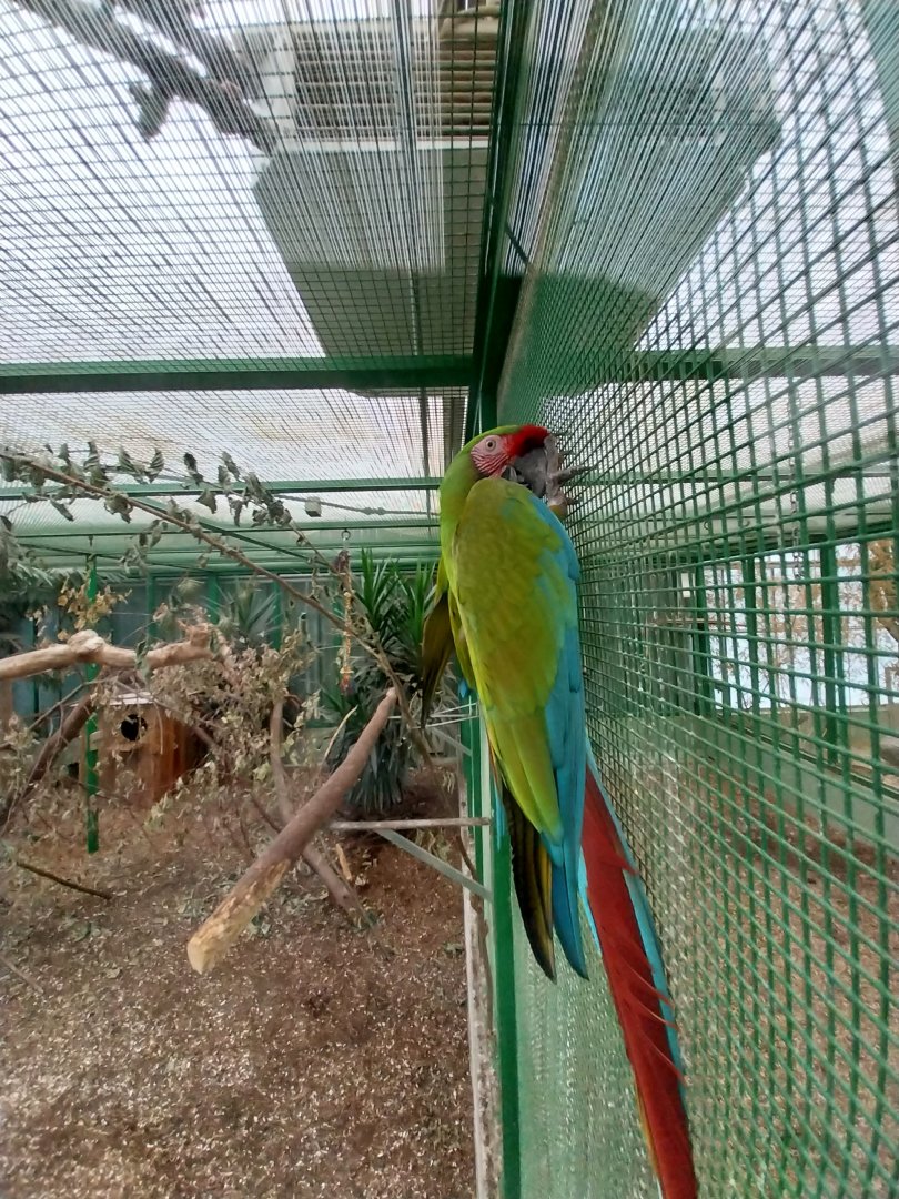Toni's zoo Rothenburg - Tropenhaus 2 - Military macaw (Ara militaris)