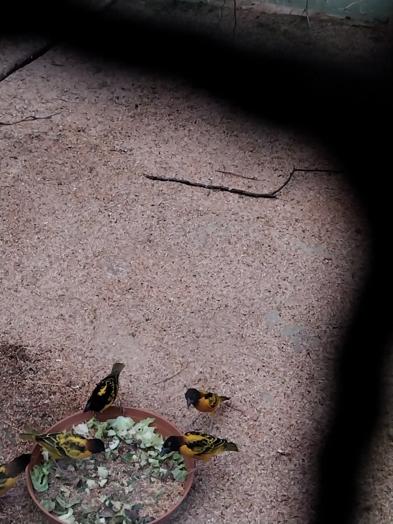 Toni's zoo Rothenburg - Tropenhaus 2 - Village weaver (Ploceus culcullatus)