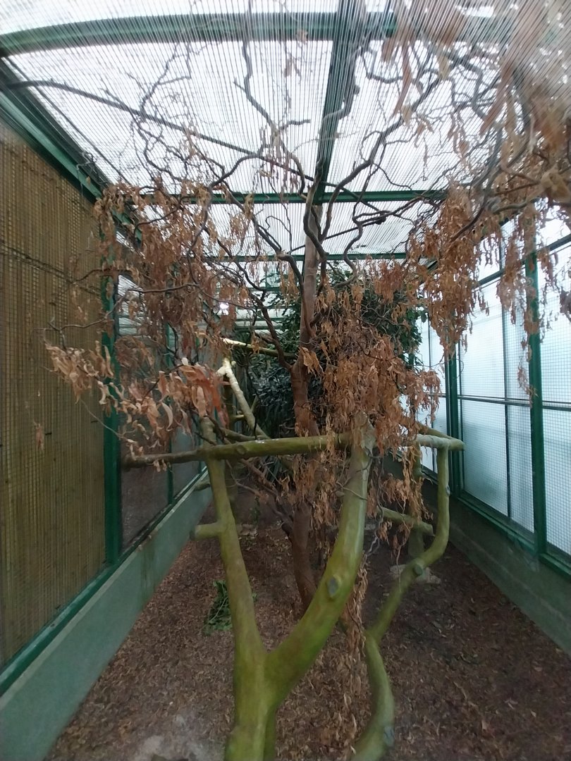 Toni's zoo Rothenburg - Tropenhaus 2 - White tufted-ear marmoset enclosure