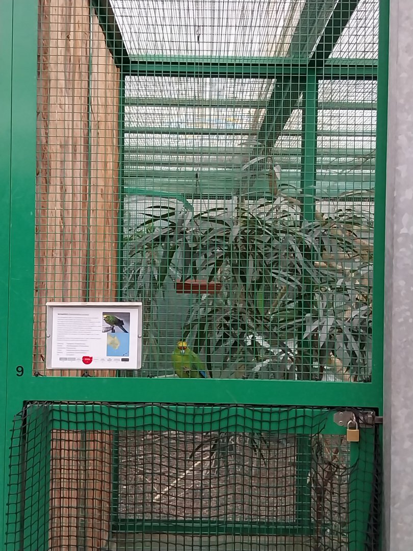 Toni's zoo Rothenburg - Tropenhaus 2 - Yellow-fronted parakeet (Cyanoramphus auriceps)