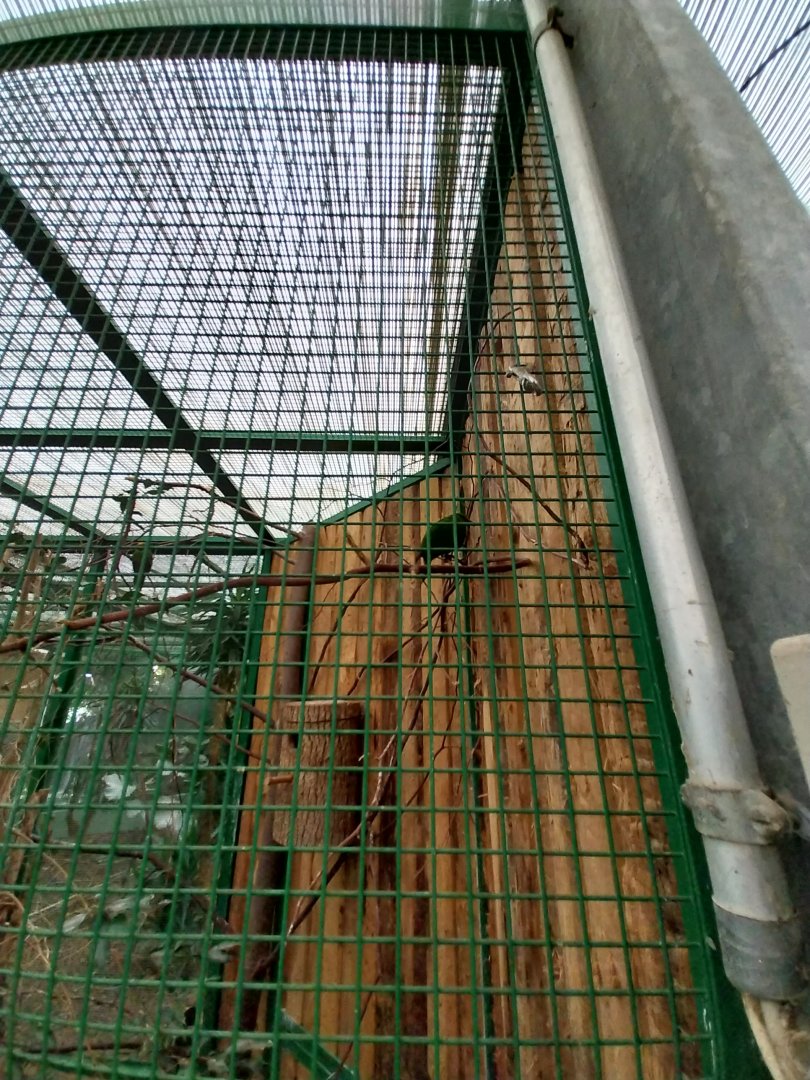 Toni's zoo Rothenburg - Tropenhaus 2 - Yellow fronted parakeet