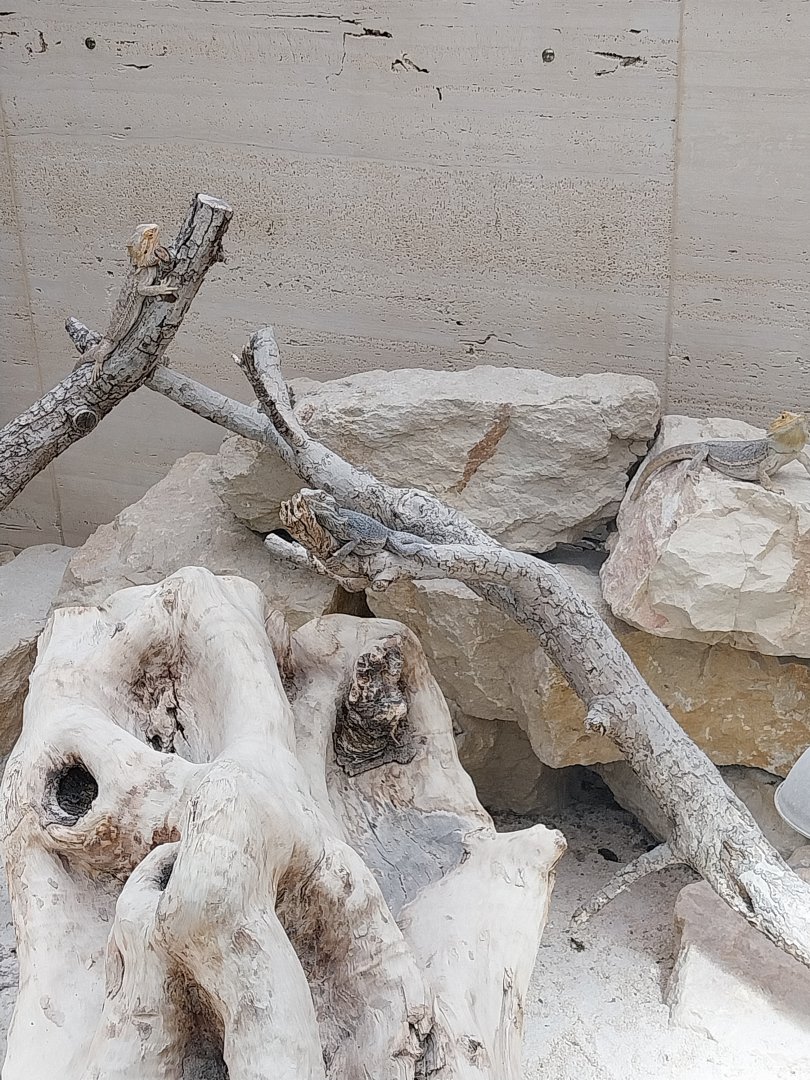 Toni's zoo Rothenburg - Tropenhaus 3 - Australian outback - Central bearded dragon (Pogona viticeps) and frill-necked lizard (Chlamydosaurus kingii)