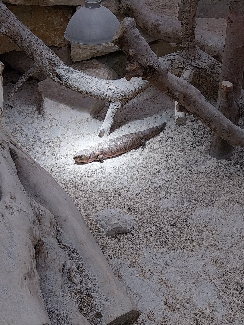 Toni's zoo Rothenburg - Tropenhaus 3 - Australian outback - Common blue-tongued skink (Tiliqua multifasciata)